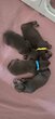 Naissance de 4 teckels standards chocolats poils...