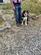 Border Collie à vendre