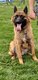 2 mâle malinois disponible pour saillie