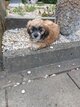 Chiots malshi. Mal et 1 femelle