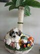 Chiots malshi. Mal et 1 femelle