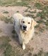 Golden retriever à donner