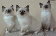 Chatons Ragdolls seal point et seal point mitted