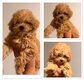 Magnifique femelle caniche teacup (format mini...