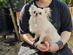 Superbe mâle Chihuahua blanc