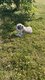 Bouledogue français à vendre