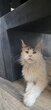 Femelle Maine coon