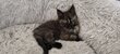 Magnifique Maine Coon