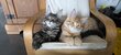 Magnifique Maine Coon
