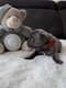 Bouledogue français bleu disponibles à la...