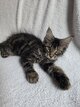 Chaton disponible