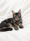 Chaton disponible