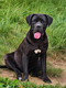 Chipie - cane corso