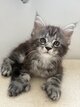 Maine coon