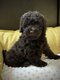 Merveilleux petit caniche Toy chocolat