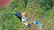 Beagle Tricolore