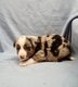Adorables Chiots border Collie