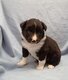 Adorables Chiots border Collie