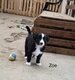 Adorables Chiots border Collie