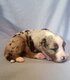 Adorables Chiots border Collie