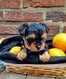 Chiot Yorkshire terrier