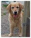 Femelle golden Retriever 9 ans