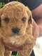 Cavapoo toys nés et élevés dans la maison...