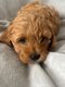 Cavapoo toys nés et élevés dans la maison...