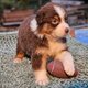 Adorables chiots Berger australiens à réserver