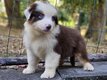 Adorables chiots Berger australiens à réserver
