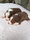 Adorables chiots Berger australiens à réserver