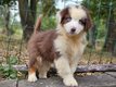 Adorables chiots Berger australiens disponibles