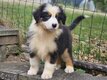 Adorables chiots Berger australiens disponibles