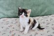 Adorables Selkirk rex shorthairs