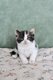 Adorables Selkirk rex shorthairs