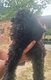 Magnifique caniche royal