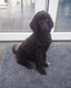 Magnifique caniche royal
