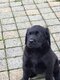 Labrador