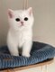 Chaton british shorthair