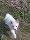 Shiba inu blanc