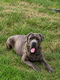 Boss - mâle cane corso 10 mois