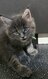 Chatons Maine Coon