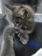 Chatons Maine Coon
