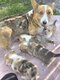 Corgi pembroke nés et élevés dans la maison...