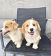 Corgi pembroke nés et élevés dans la maison...