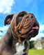 Bouledogue Anglaise, Femelle 3ans.