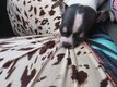 Chiot Jack russel