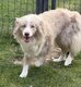 Femelle pedigree kennel