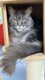 Magnifique et adorable femelle Maine Coon à...