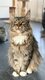 Très douce femelle Maine Coon à replacer